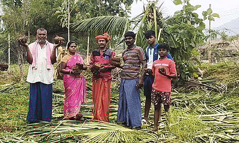 நெல்லை: காட்டு யானைகள் அட்டகாசத்தால் தென்னை, நெற்பயிர்கள் சேதம்
