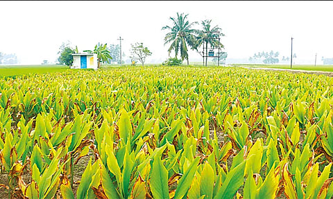 பொங்கல் பண்டிகையை முன்னிட்டு அறுவடைக்கு தயாரான மஞ்சள்