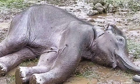 கிணற்றில் தவறி விழுந்து குட்டி யானை உயிரிழப்பு