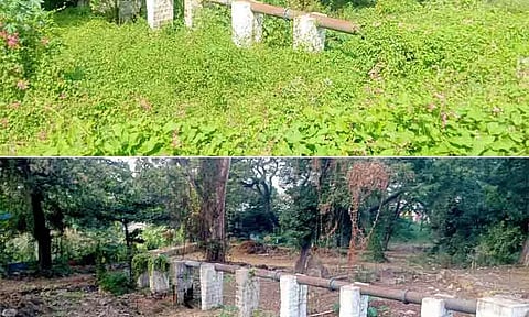 Overgrown plants and bushes removed from Erode V.O.C. Park