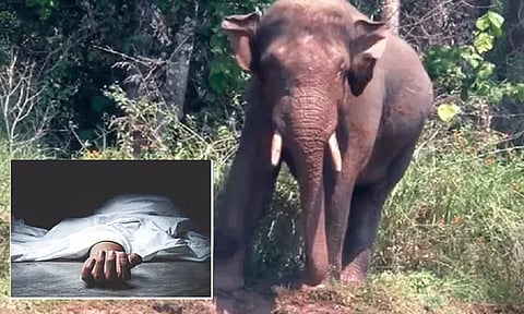 நள்ளிரவில் வீட்டுக்குள் புகுந்து 3 பேரை மிதித்து கொன்ற காட்டு யானை.!