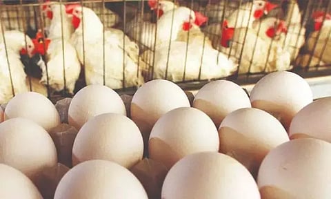 நாமக்கல் முட்டை கொள்முதல் விலை ரூ. 6 ஆக நிர்ணயம்