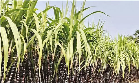 பொங்கல் பரிசு தொகுப்புக்கு செங்கரும்பை அரசு கொள்முதல் செய்ய வேண்டும்: விவசாயிகள் வலியுறுத்தல்