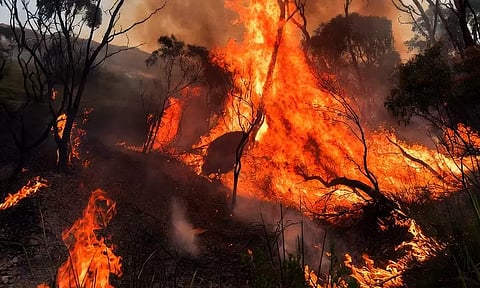 ஆஸ்திரேலியாவில் வேகமாக பரவும் காட்டுத்தீ: ஒருவர் பலி