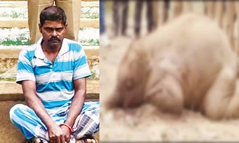 நாட்டு வெடியை கடித்த குட்டி யானை உயிரிழப்பு: விவசாயி கைது