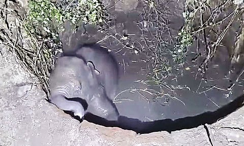 கிணற்றில் தவறி விழுந்த குட்டி யானையை போராடி மீட்ட வனத்துறையினர்