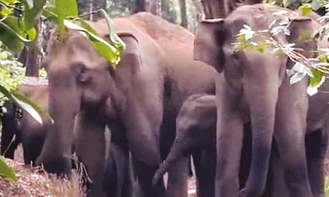 கூடலூர்-ஓவேலி சாலையில் காட்டு யானைகள் நடமாட்டம்: வாகன ஓட்டிகளுக்கு எச்சரிக்கை