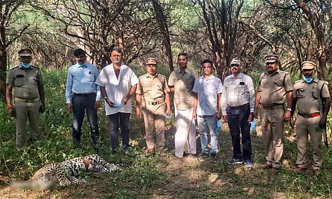 தர்மபுரி வனப்பகுதியில் சிறுத்தை உயிரிழப்பு - வனத்துறை அதிகாரிகள் விசாரணை