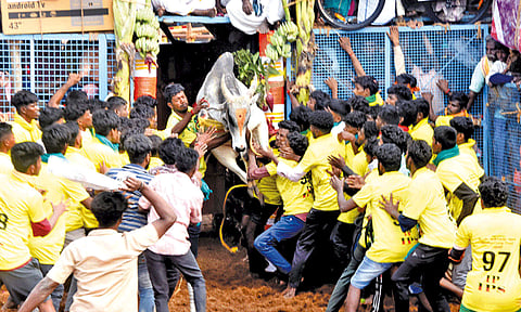 பழனி அருகே நடந்த ஜல்லிக்கட்டு போட்டியில் 14 பேர் காயம்