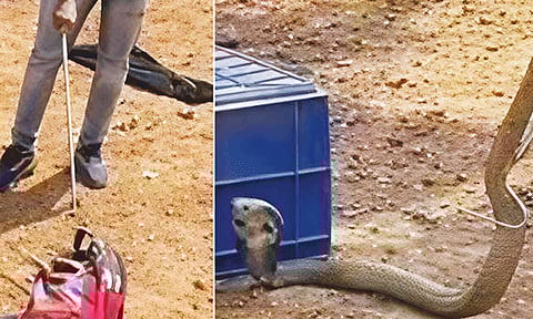 பள்ளிக்கூட பையில் பதுங்கி இருந்த விஷ பாம்பு.!