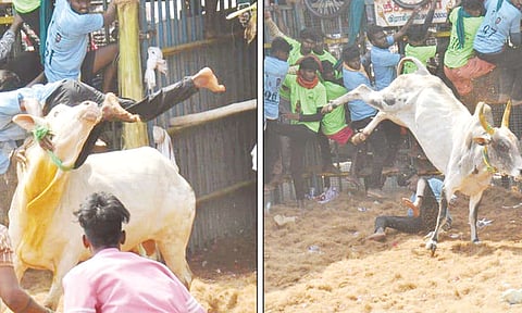 திருச்சி: மணப்பாறை அருகே ஜல்லிக்கட்டு போட்டி: காளைகள் முட்டி 21 பேர் காயம்