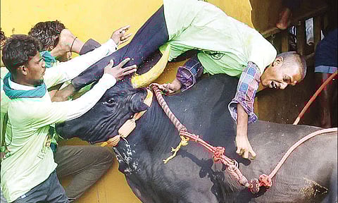 திருச்சி அருகே ஜல்லிக்கட்டு: காளைகள் முட்டியதில் 28 பேர் காயம்