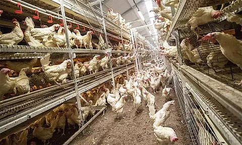 கறிக்கோழி வளர்ப்புக் குறித்து ஆய்வு செய்ய மாவட்ட அளவில் தொழில்நுட்பக் குழு அமைப்பு