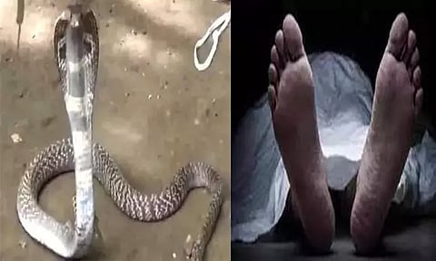 பாம்பு கடித்து அஞ்சலக ஊழியர் உயிரிழப்பு