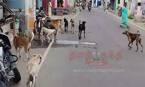 தெலுங்கானா: கிராமங்களில் 900 தெருநாய்கள் படுகொலை; அதிர்ச்சி தகவல்