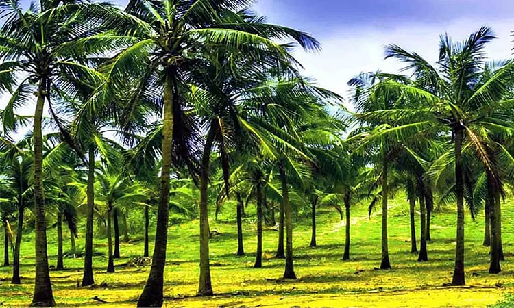 தென்னை விவசாயத்தை மேம்படுத்த மத்திய பட்ஜெட்டில் புதிய திட்டம் அறிவிப்பு ...
