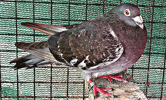 புறா பந்தயம்; 2 ஆயிரம் கிலோ மீட்டர் தூரம் பறந்து வந்து முதலிடம் பிடித்த ...