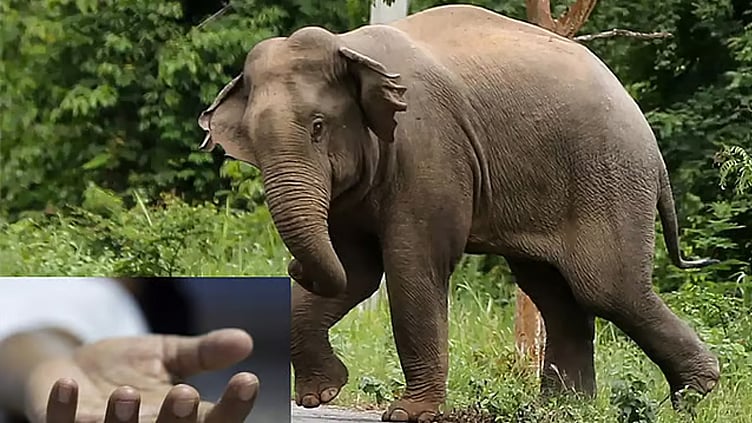 கோவை: ஒற்றைக் காட்டு யானை தாக்கி விவசாயி பலி