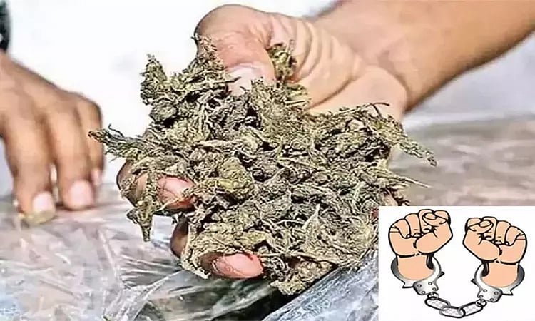 சென்னை விமான நிலையத்தில் 4½ கிலோ உயர்ரக கஞ்சா பறிமுதல்