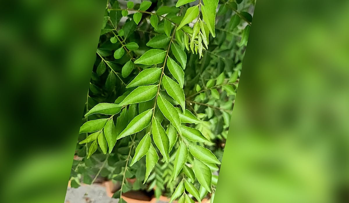 வெறும் வயிற்றில் கறிவேப்பிலை சாப்பிடுவதால் கிடைக்கும் ஆரோக்கிய பலன்கள்!