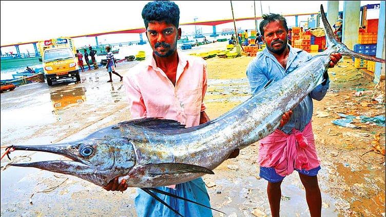 50 கிலோ எடை... மீனவர்கள் வலையில் சிக்கிய அரிய வகை ‘கொப்பரைக்குல்லா மீன்’