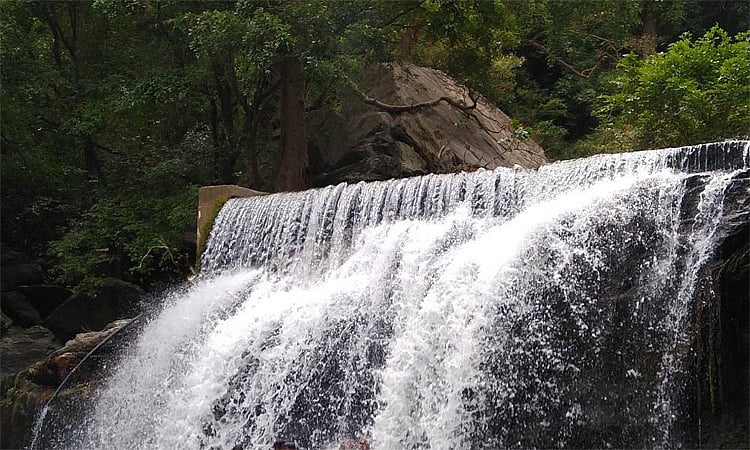 மேகமலை அருவிக்கு செல்ல சுற்றுலாப் பயணிகளுக்கு வனத்துறை தடை