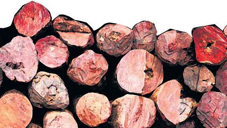 திருப்பத்தூரில் ரூ.50 லட்சம் மதிப்புள்ள செம்மரக்கட்டைகள் திருட்டு - போலீசார் விசாரணை