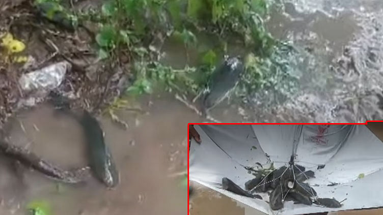 வானத்தில் இருந்து கொட்டிய 'மீன் மழை': போட்டி போட்டு அள்ளி சென்ற மக்கள்