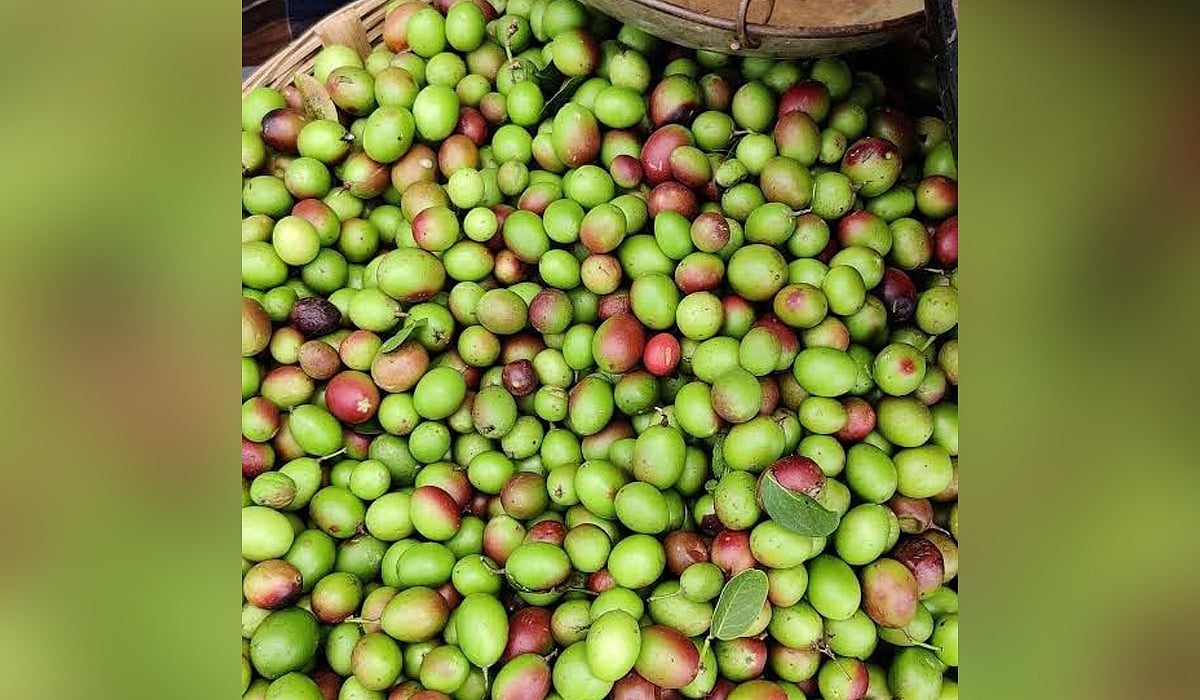 களாக்காய் சாப்பிடுவதால் கிடைக்கும் ஆரோக்கிய நன்மைகள்!