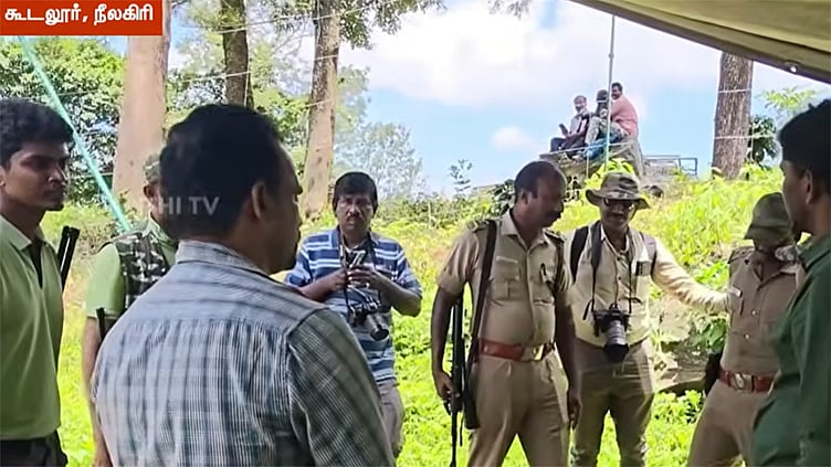 நீலகிரி: ஆட்கொல்லி புலியை 17-வது நாளாக தேடும் பணி தீவிரம்