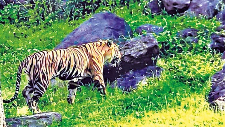தேக்கடி ஏரி பகுதியில் உலா வந்த புலியை சுற்றுலா பயணிகள் மகிழ்ச்சி