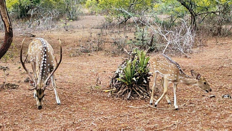 கூடலூர் வனப்பகுதியில் கடும் வறட்சியால் வனவிலங்குகளுக்கு பசுந்தீவனம் தட்டுப்பாடு
