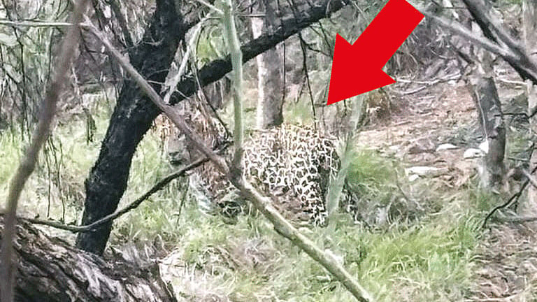 திருப்பதி மலைப்பாதையில் சிறுத்தை நடமாட்டம்: வாகன ஓட்டிகள் அச்சம்