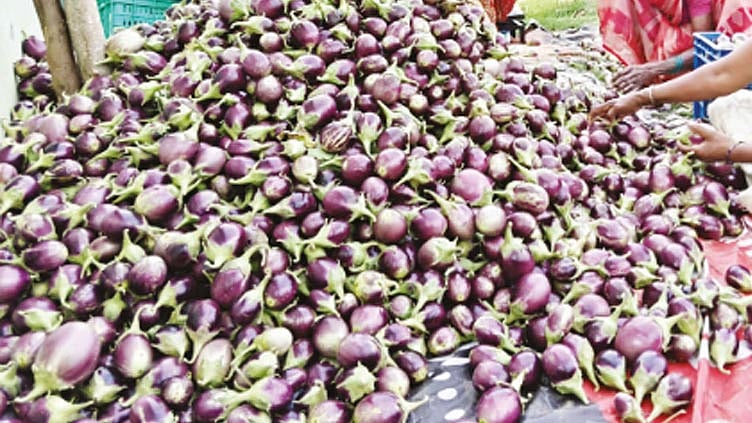 காவேரிப்பட்டணம் பகுதியில் கத்தரிக்காய் கிலோ ரூ.50-க்கு விற்பனை - விவசாயிகள் மகிழ்ச்சி