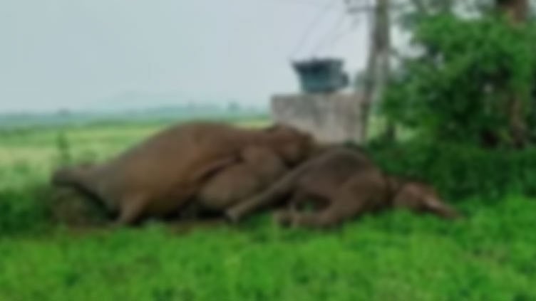 கொல்கத்தா: மின்சாரம் தாக்கி 3 யானைகள் உயிரிழப்பு