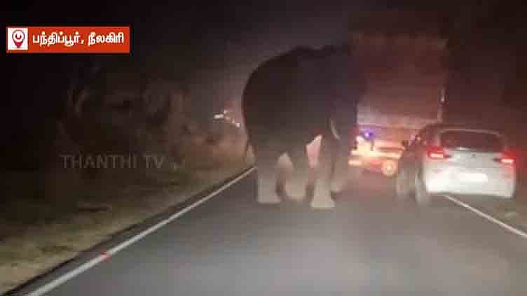 நீலகிரி - பந்திப்பூர் சாலையில் லாரியை வழிமறித்து உணவைத் தேடிய காட்டு யானை