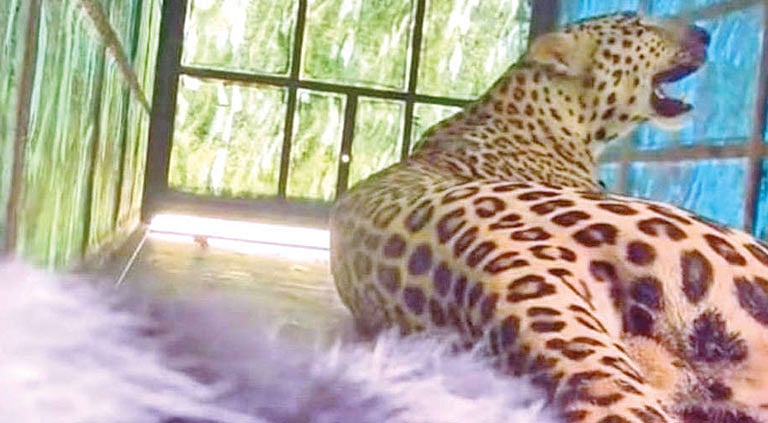 ஈரோடு: 2 மாதங்களாக அட்டகாசம் செய்த சிறுத்தை கூண்டில் சிக்கியது