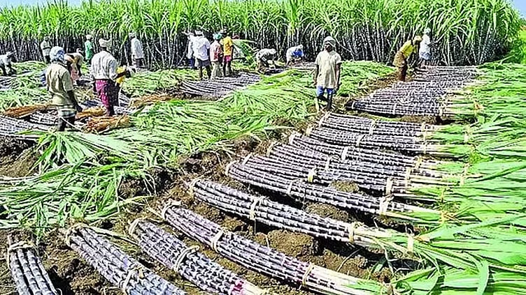 கரும்பு ஊக்கத்தொகைக்கு ரூ.603.34 கோடி ஒதுக்கீடு: அரசாணை வெளியீடு