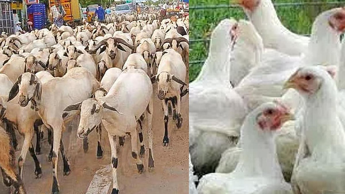 தமிழகம் முழுவதும் ஆட்டுக்கறி, கோழிக்கறி விலை உயர்வு; அசைவ பிரியர்கள் ...