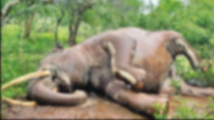 மசினகுடி வனப்பகுதியில் 3-வது காட்டு யானை உயிரிழப்பு: வனத்துறையினர் ஆய்வு
