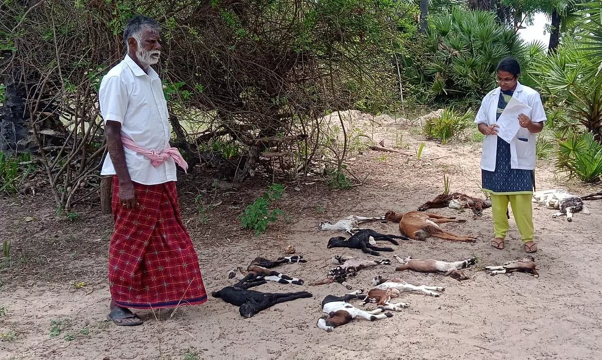 வெறிநாய் கடித்து 20 ஆடுகள் சாவு