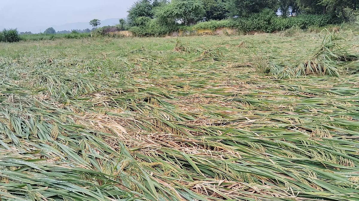 கம்பம் பகுதியில் பலத்த மழை:வயல்களில் தண்ணீர் தேங்கியதால் நெற்பயிர்கள் ...