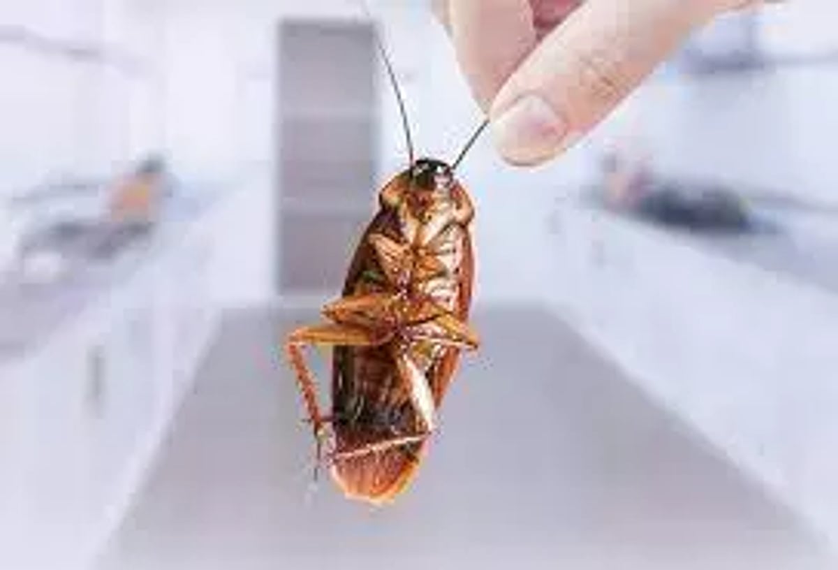 Cockroach Bottom உணவுப்பொருளில் கரப்பான் பூச்சி