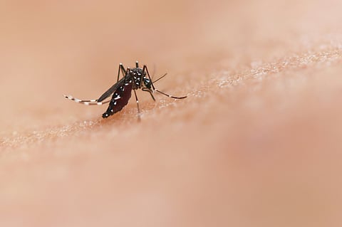 A photo of a dengue mosquito. 