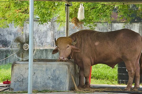 A buffalo named “Donald Trump” had been drawing crowds in Bangladesh after going viral online. 