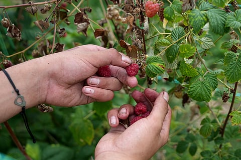 A raspberry picker at work on a hillside near the town of Arilje, Serbia, Friday, 19 June 2026.
