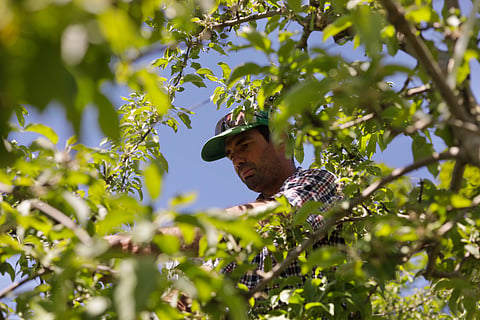 Greg Burtt, owner of Burtt's Apple Orchard, ties tubing around an apple tree to stabilize it, 3 June 2026, in Cabot, Vt.
