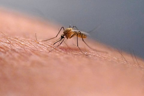 A mosquito feeds on a technician at the Salt Lake City Mosquito Abatement District on 23 July 2023, in Salt Lake City. 