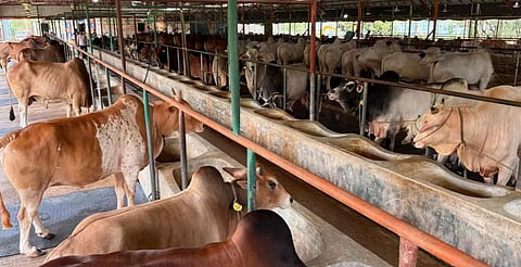 Representational image of a cattle farm