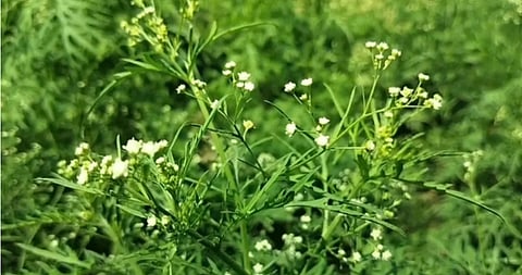 Parthenium, one of the world's most invasive and toxic weeds, has spread across roadsides, fallow land and cropland in Chuadanga, raising concerns among farmers and experts.